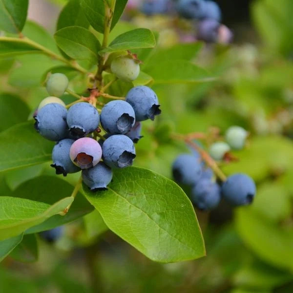 Blueberries (Seasonal)