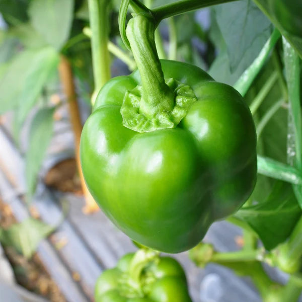 Capsicum Green, 1 kg Pack