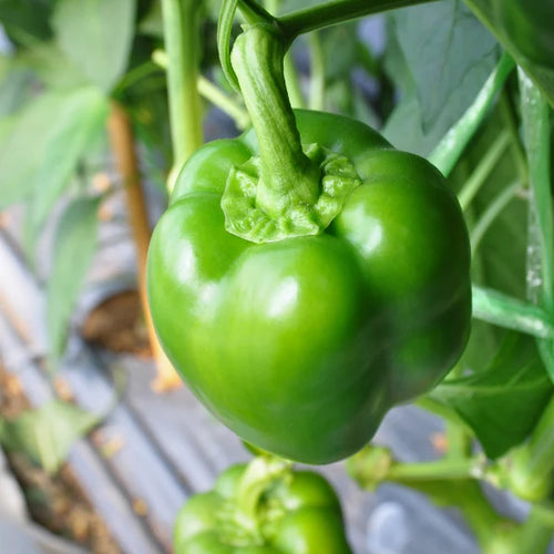Capsicum Green, 1 kg Pack