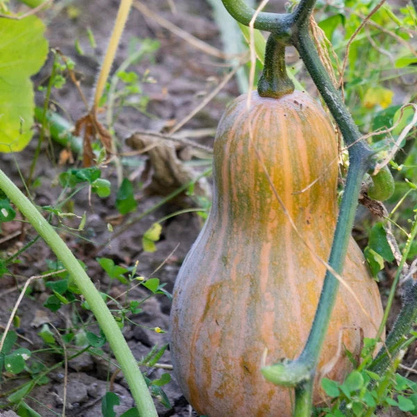 قرع فيولينا، قطعة واحدة (موسمي)