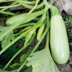 Zucchini green, 1 kg (Seasonal)