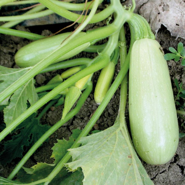 Zucchini green, 1 kg (Seasonal)
